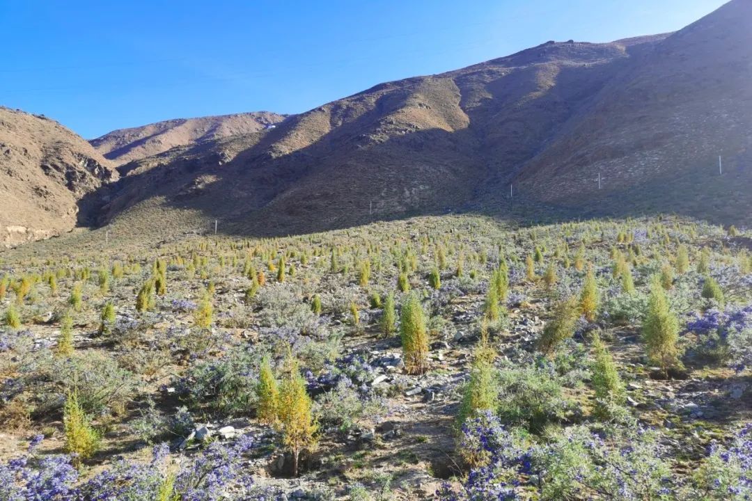西藏公司2000亩绿树贡献“拉萨南北山绿化工程”