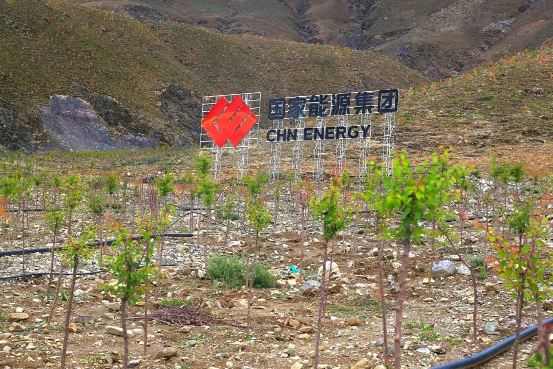 西藏公司2000亩绿树贡献“拉萨南北山绿化工程”